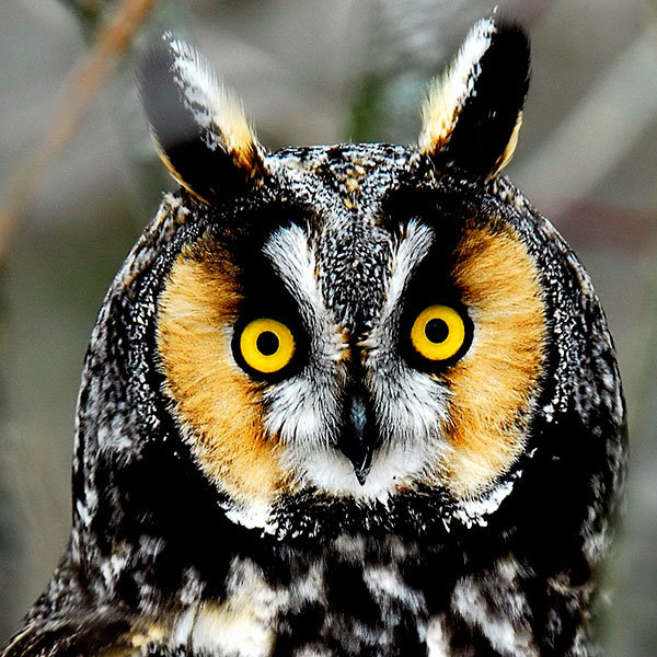 сова - птицы - оригинал