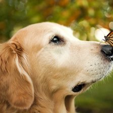 пес с бабочкой