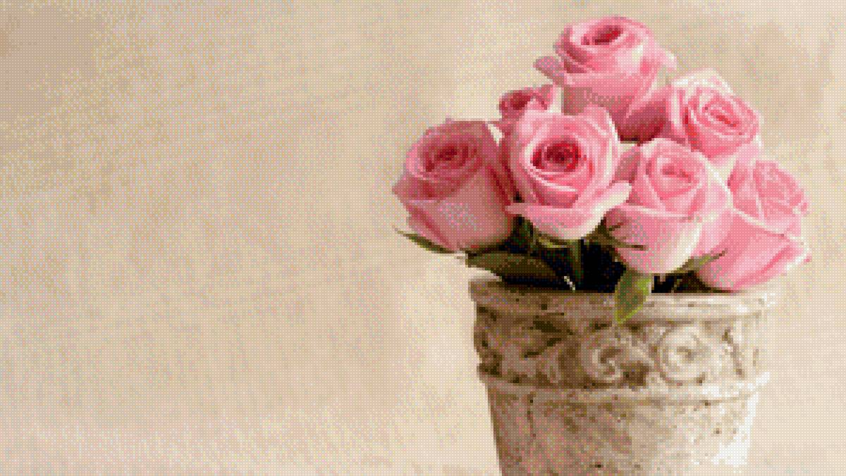 розы - розовые розы, розовая роза, розы в горшке, роза, розы - предпросмотр