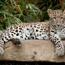 Схема вышивки «№1335897»