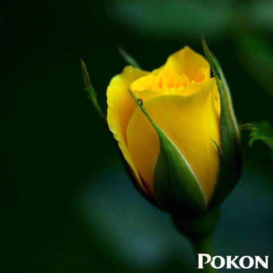 Роза - цветы, роза, цветок - оригинал