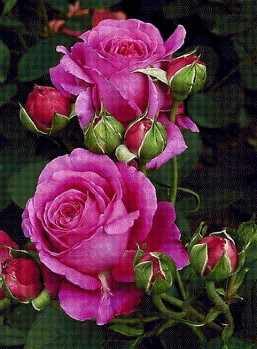 Quynh - hoa hồng - предпросмотр