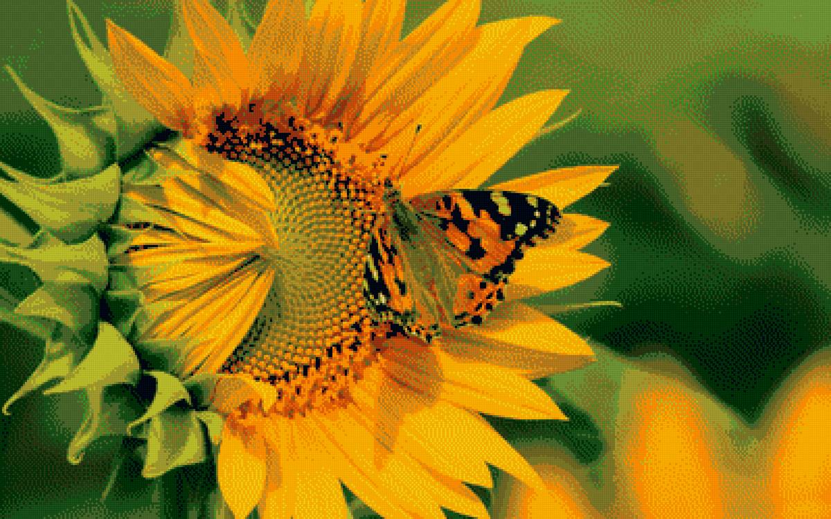 Бабочка на цветке - природа, бабочка, цветок - предпросмотр