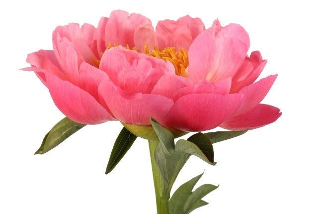 Пион - цветы - оригинал