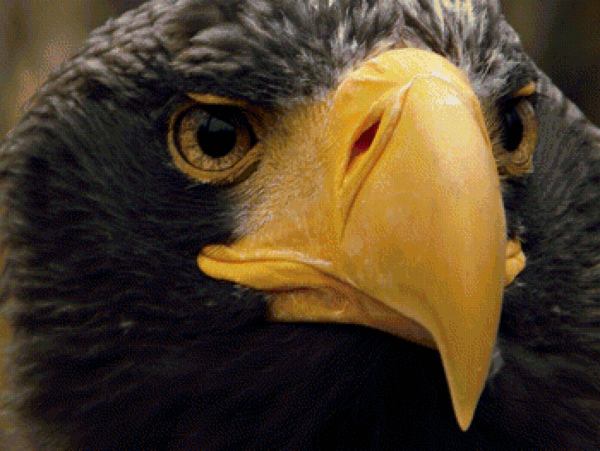 орел - предпросмотр