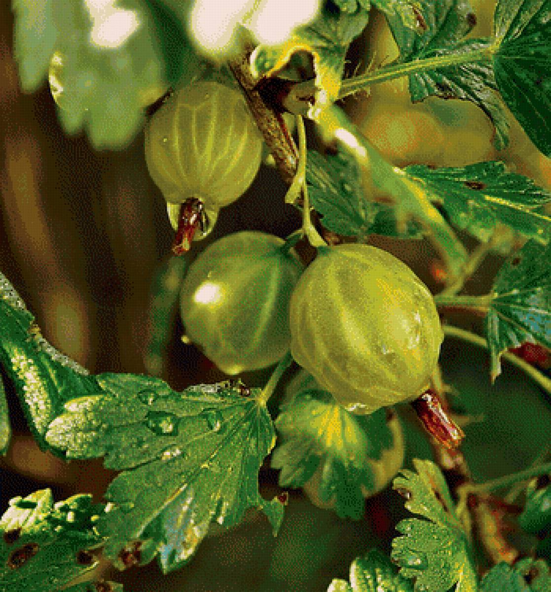 крыжовник - предпросмотр