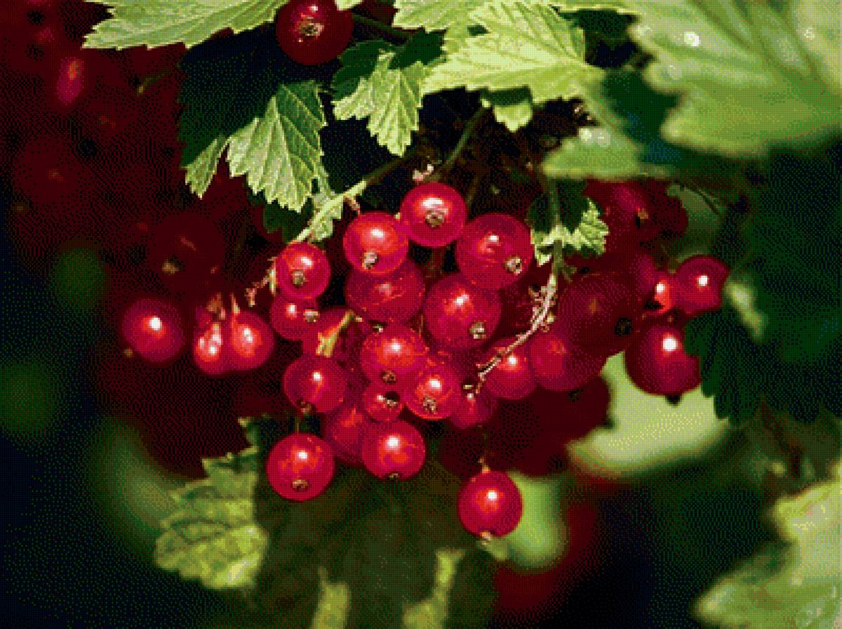 красная смородина - предпросмотр