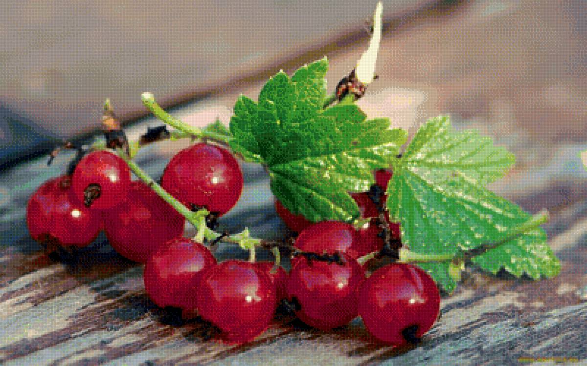 смородина - предпросмотр