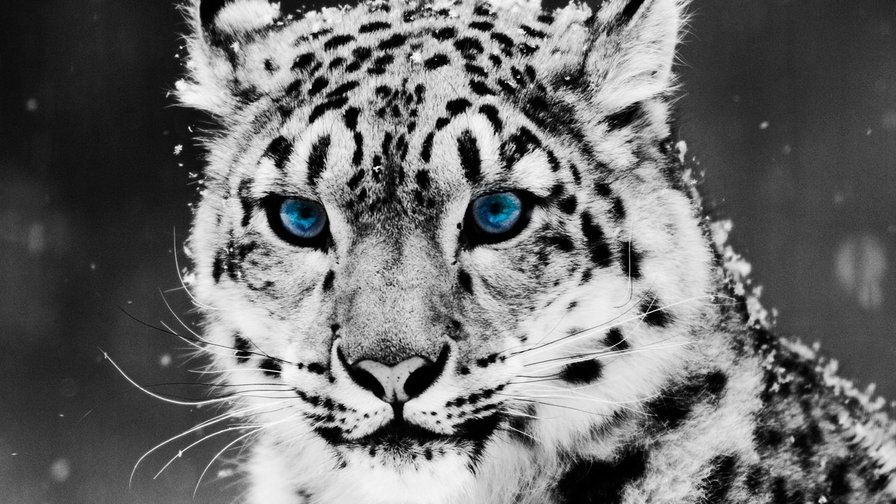 Белоснежный красавец - леопард, хищник, зима, белый - оригинал