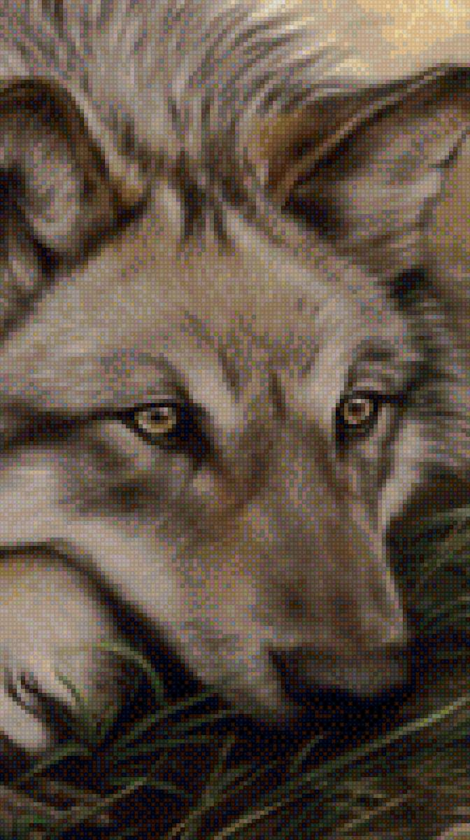 Серый красавец - волк, трава, мордочка - предпросмотр