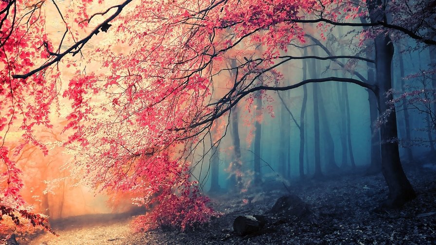 Осень - дерево, красиво, осень - оригинал