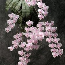 Оригинал схемы вышивки «Орхидея» (№1337337)