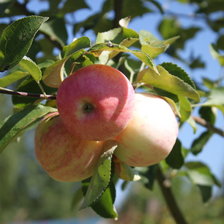 Схема вышивки «яблоки»