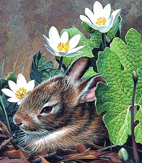 Зайчик - животные - оригинал