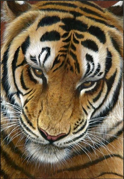 №1337965 - тигры, животные, тигр, хищники - оригинал