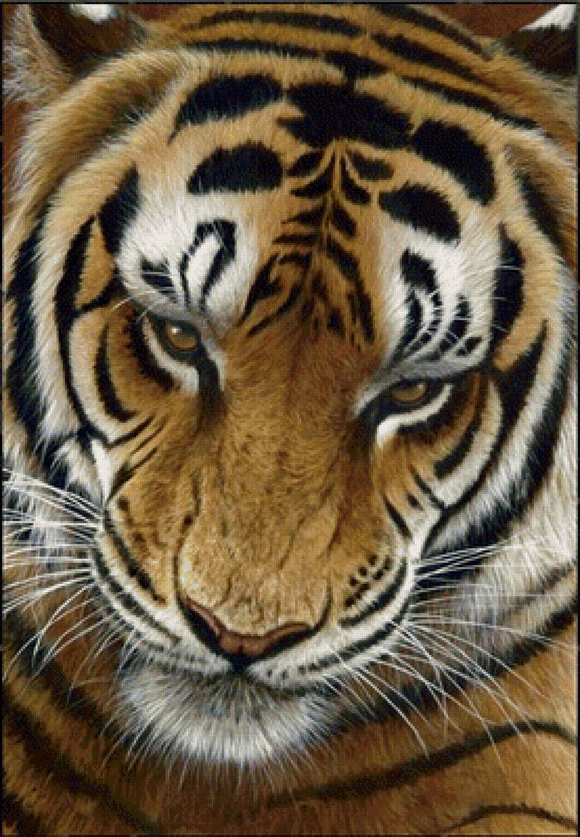 №1337965 - тигр, животные, хищники, тигры - предпросмотр