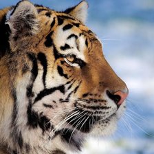 Схема вышивки «Тигр»