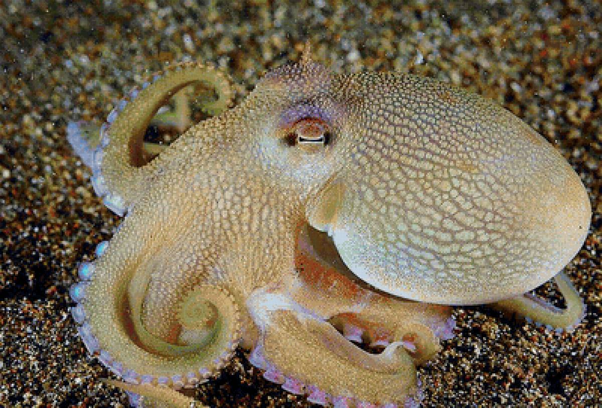 Морское головоногое. Amphioctopus marginatus. Головоногие моллюски. Головоногие Осьминоги. Головоногие моллюски осьминог кольчатый.