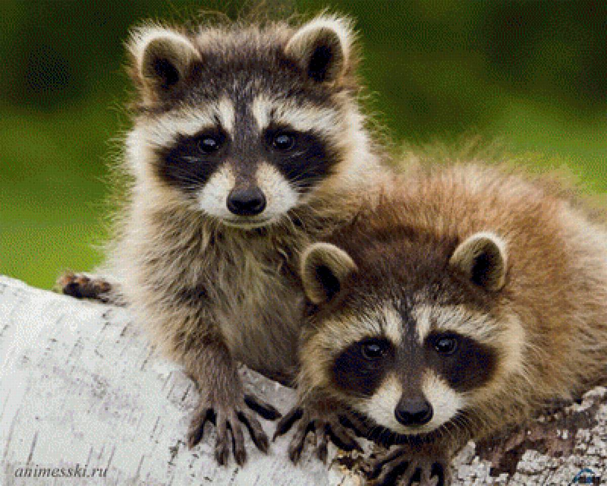 Еноты - животные, еноты - предпросмотр