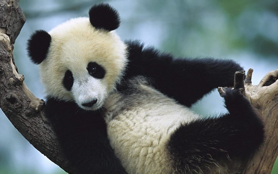 Панда - панда, животные - оригинал