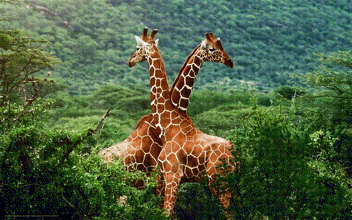 жираф - жираф, животные, прирожа - предпросмотр