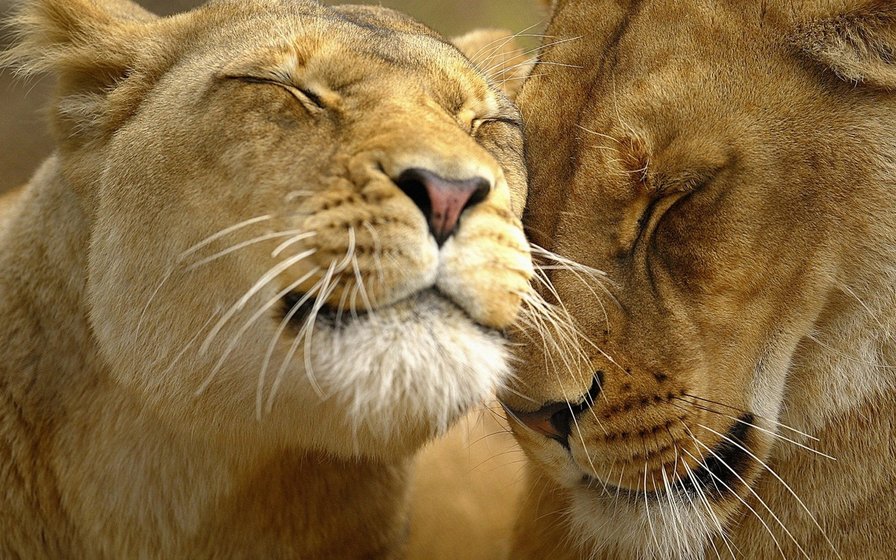 львы - хищники, львы., животные - оригинал