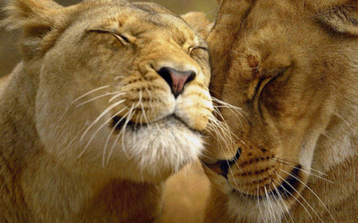 львы - львы., хищники, животные - предпросмотр