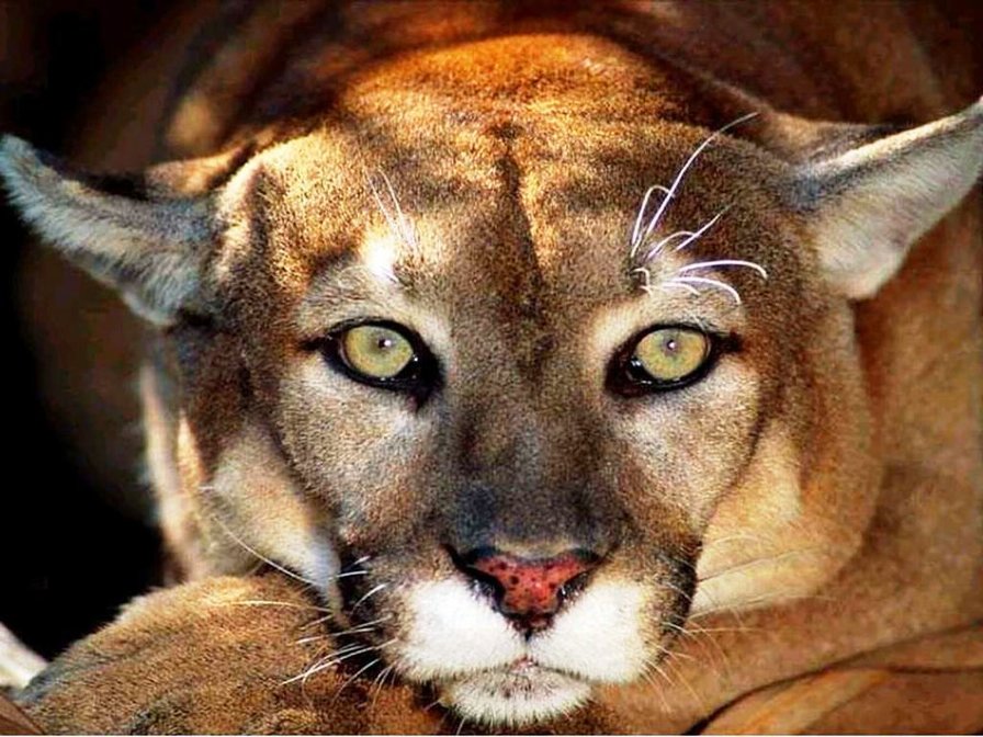 Пума - пума, кошка - оригинал