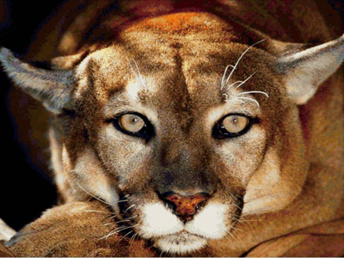 Пума - пума, кошка - предпросмотр