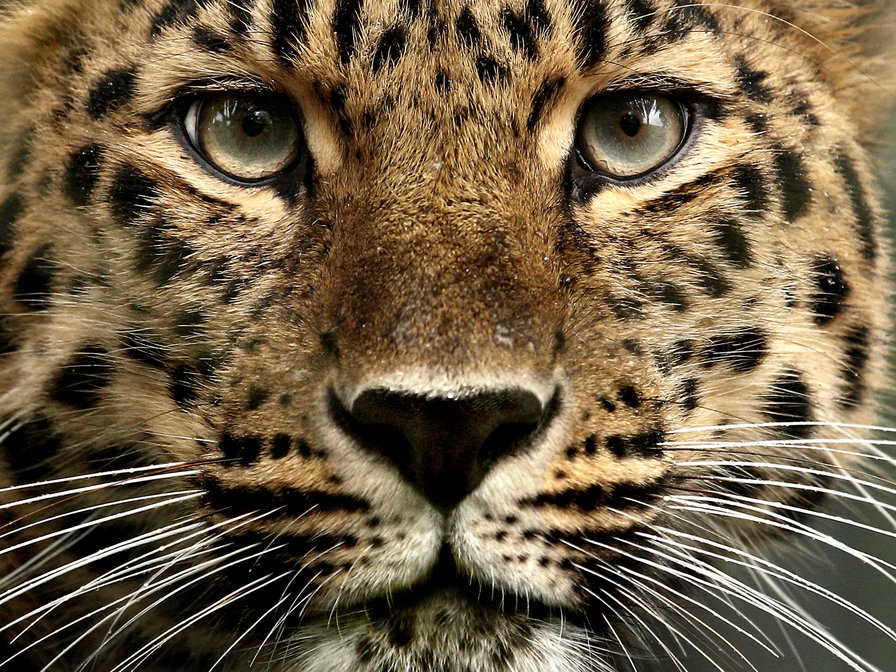 Леопард - кошка - оригинал