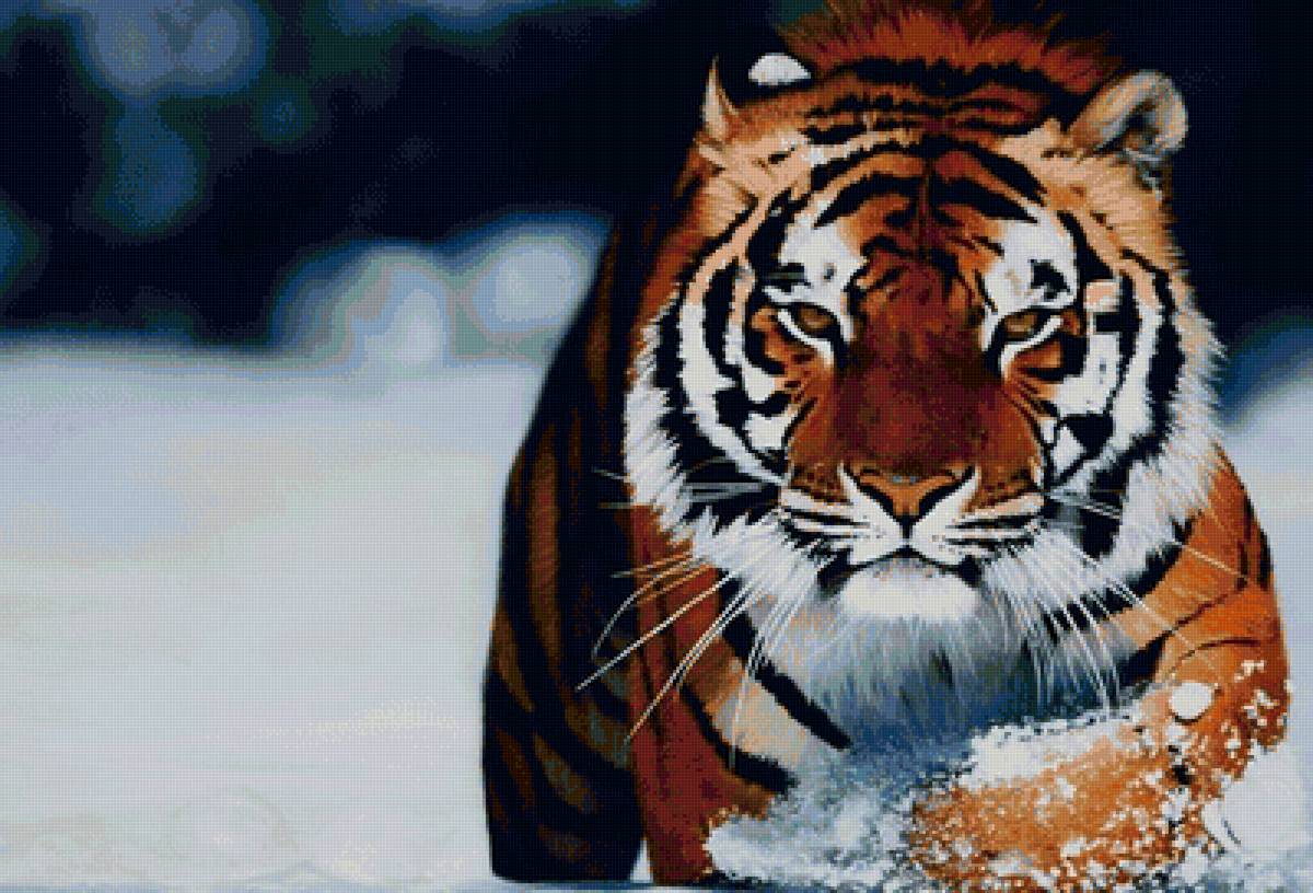 Тигр - кошки, тигр, дикие животные - предпросмотр