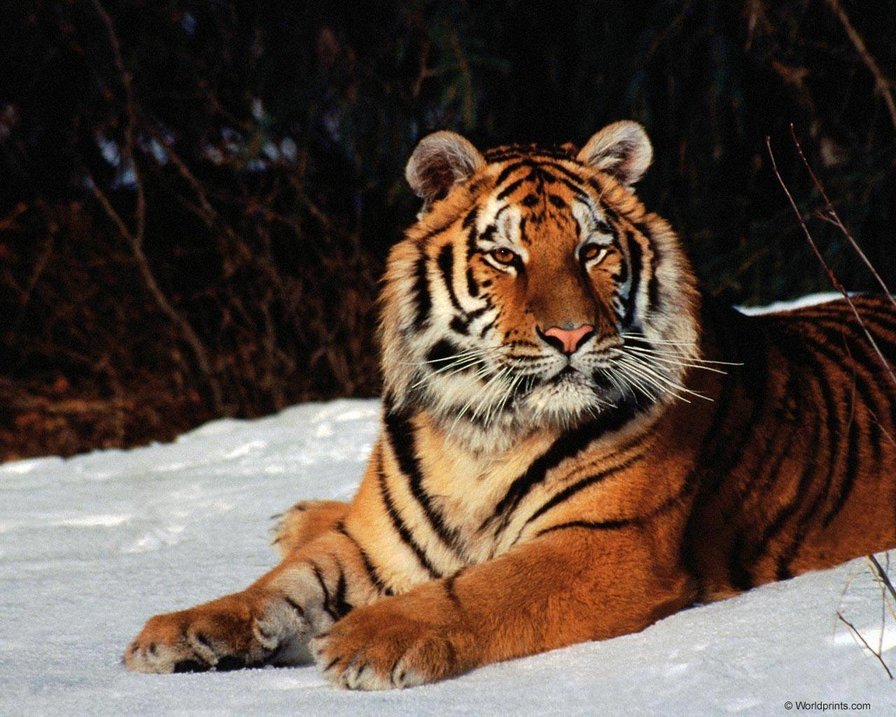 Тигр - дикие животные, кошки, тигр - оригинал