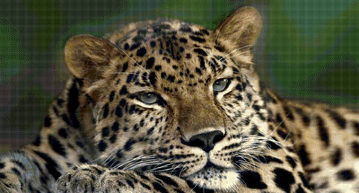 Тигр - кошки, дикие животные, тигр - предпросмотр