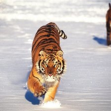 Схема вышивки «Бегущий тигр»