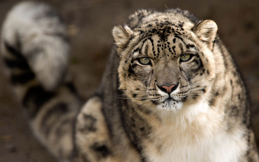 Барс - барс, дикие кошки, кошка - оригинал