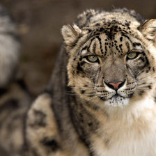 Схема вышивки «Барс»