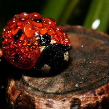 Божья коровка