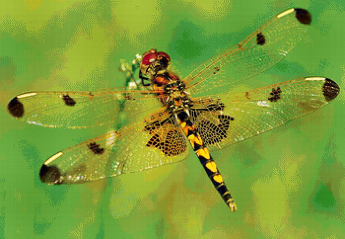 Стрекоза - предпросмотр