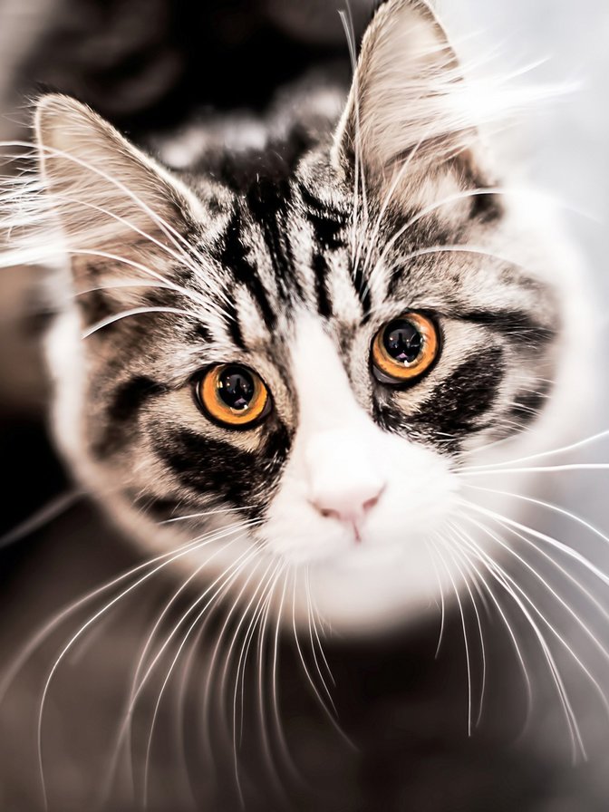 Киса - кошки - оригинал