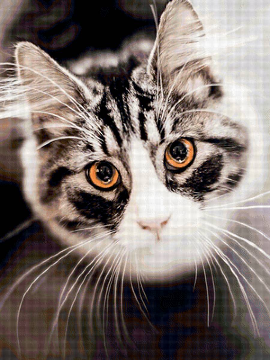 Киса - кошки - предпросмотр