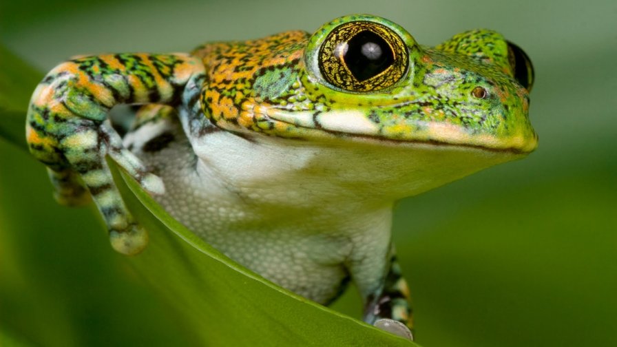 Лягушка - оригинал