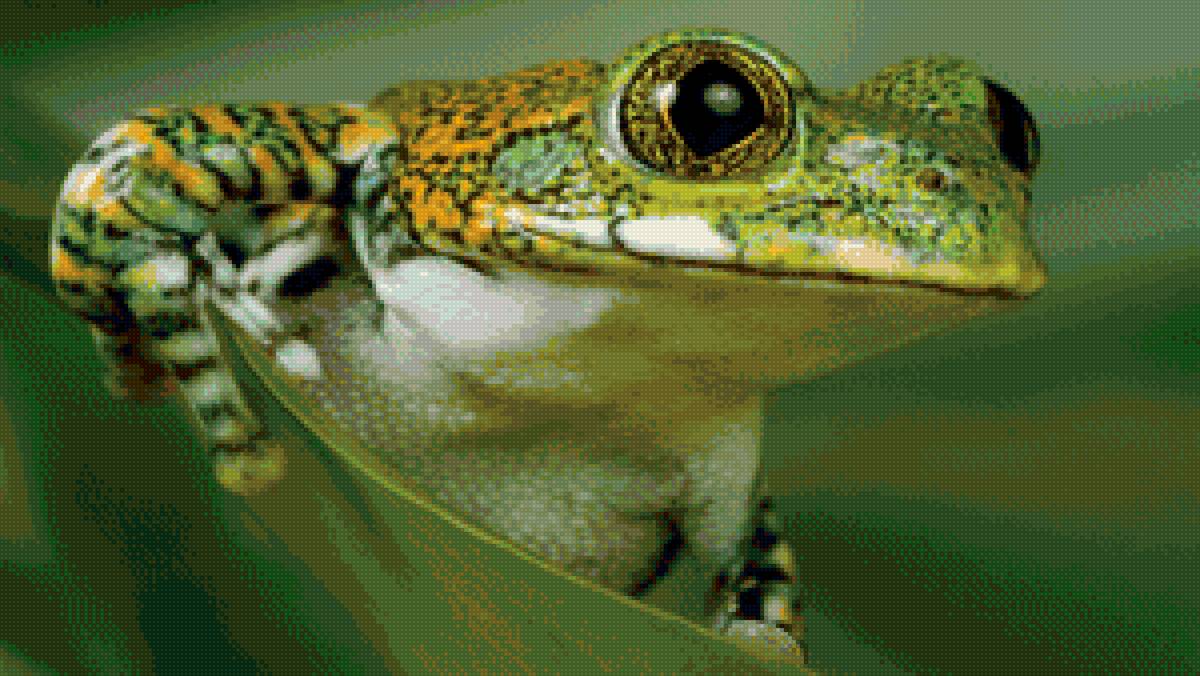 Лягушка - предпросмотр