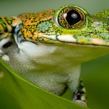 Схема вышивки «Лягушка»