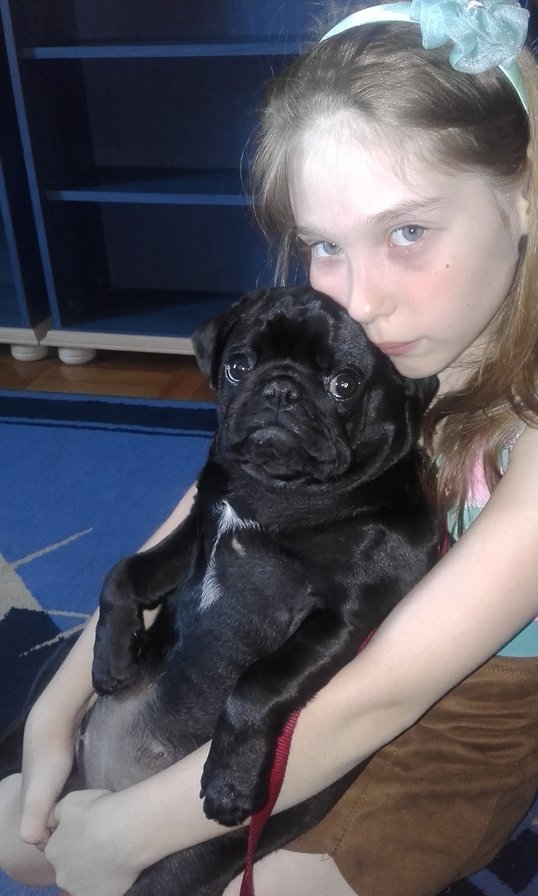 подружки - счастье, мопсы, дети - оригинал