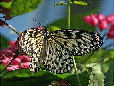 Бабочка - бабочка, природа, насекомое - оригинал