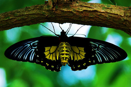 Бабочка - насекомое, природа, бабочка - оригинал