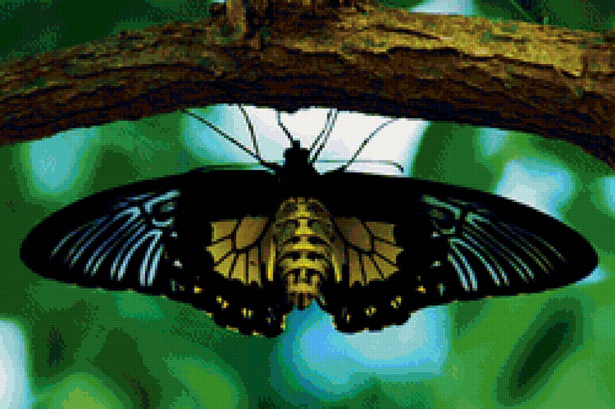 Бабочка - бабочка, природа, насекомое - предпросмотр