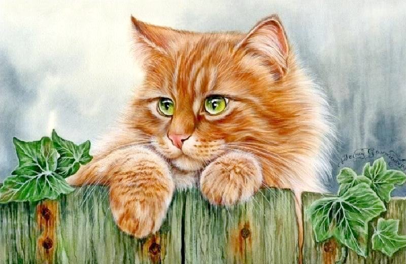 котик1 - оригинал