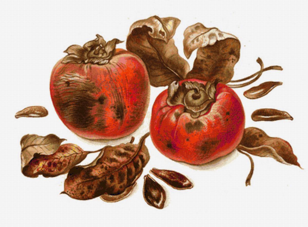 Хурма - фрукты - предпросмотр