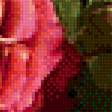 Предпросмотр схемы вышивки «розы» (№1339525)